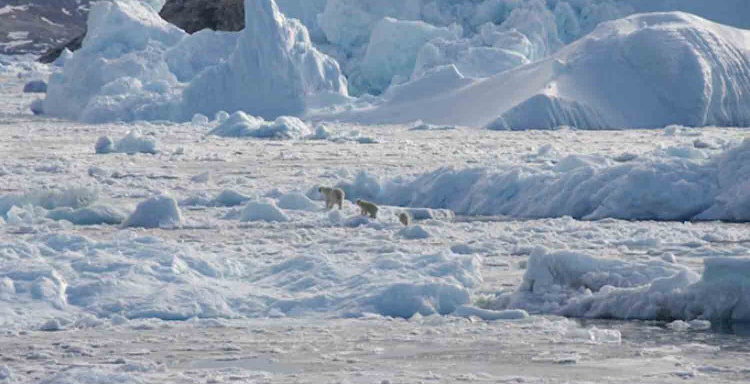 A polar bear family group, consisting of an adult female and two cubs, crosses glacier ice in Southeast Greenland.