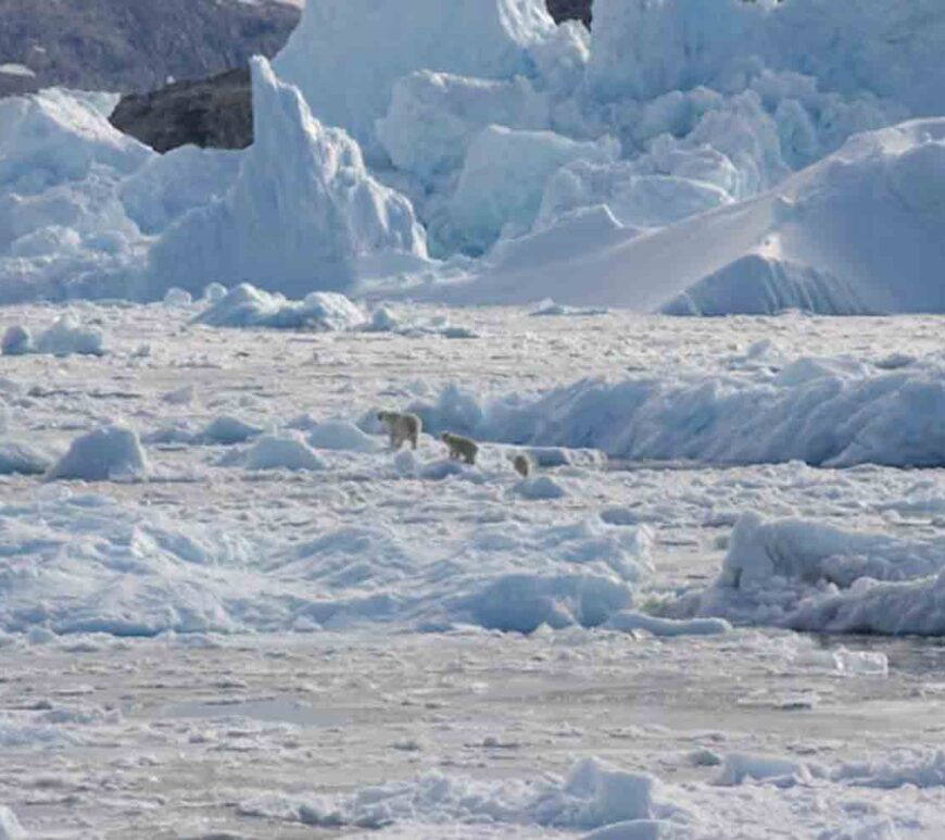 A polar bear family group, consisting of an adult female and two cubs, crosses glacier ice in Southeast Greenland.